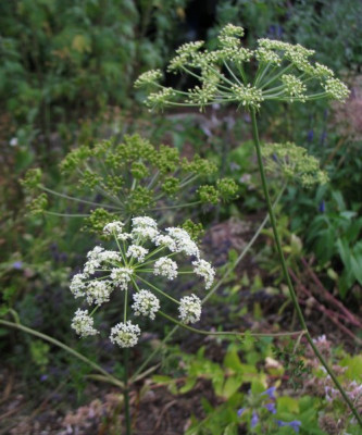 IMG_8335_Peucedanum_oreoselinum.jpg