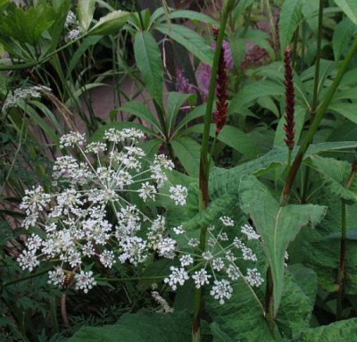 IMG_8347_Peucedanum_palustre.jpg