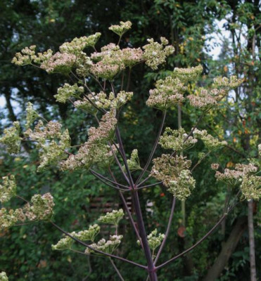 IMG_8358_Peucedanum_verticillare.jpg
