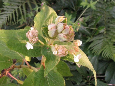 H_aspera_x_involucrata_pur.jpg