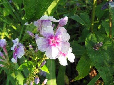 Phlox_Margri_130727.jpg