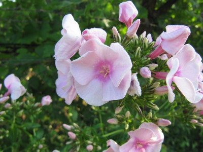 rosa_Phlox_130727.jpg