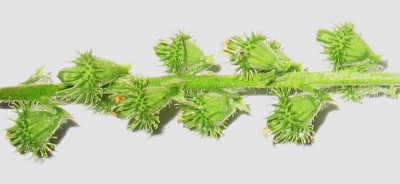 IMG_8399_Agrimonia_eupatoria_Fruchte.jpg