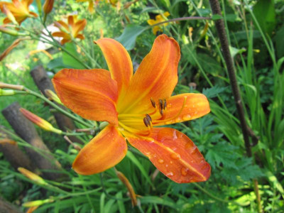 Hem_kleinblutig_orange_130727.jpg