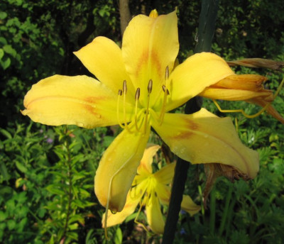 Spider_mit_Knick_130727.jpg