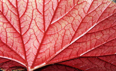 Begonia_grandis_ssp._evansiana1.jpg