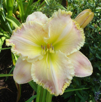 k-Orchid_Blush.JPG