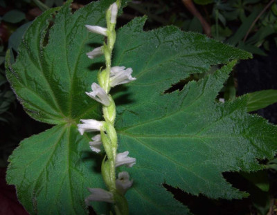 Spiranthes_vor_Begonia_henryi.jpg