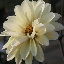 Dahlia_Swan_Lake_Classic_22.jpg