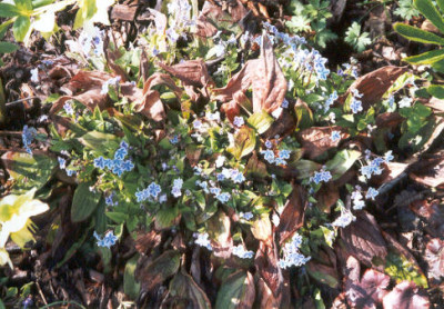 Omphalodes_Starry_Eyes.jpg