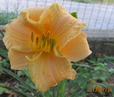 IMG_3144_small.JPG