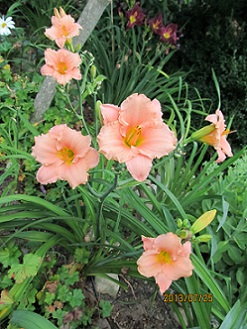 IMG_3135_small.jpg