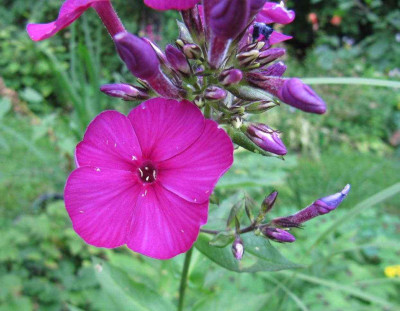 unbekannt_tagsuber_130725.jpg