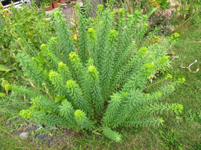 Euphorbia_seguieriana_Sternenwolke_130728.jpg