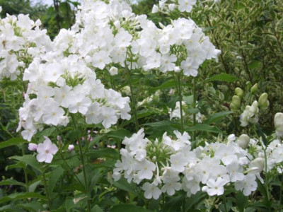 DSCF1167.JPG