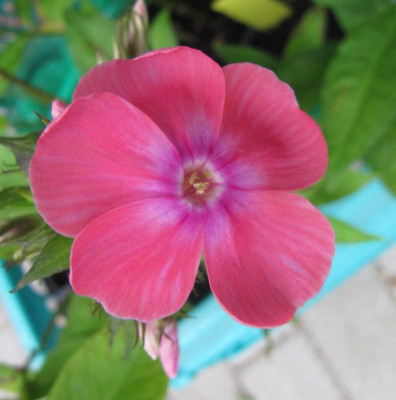 Phlox_Eva_Foerster_130728.jpg