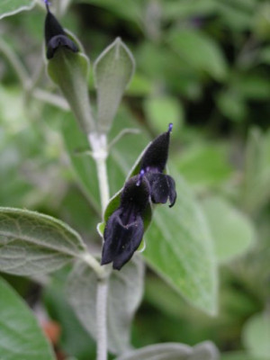 Salvia_Discolor.jpg