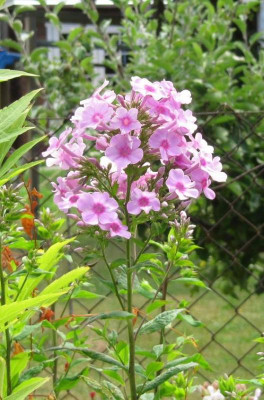 Phlox_hoch_und_mittelspat_139728.jpg