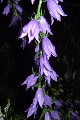 Campanula_aff._rapunculoides.jpg