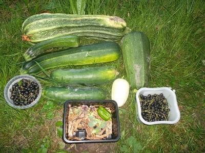 Zucchiniusw.jpg
