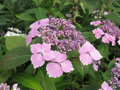 Lilacina_800x600.jpg