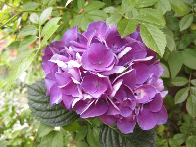 Merveille_Sanguine_sauer_800x600.jpg
