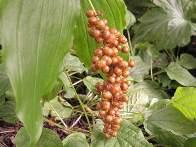 Smilacina_racemosa_800x600.jpg