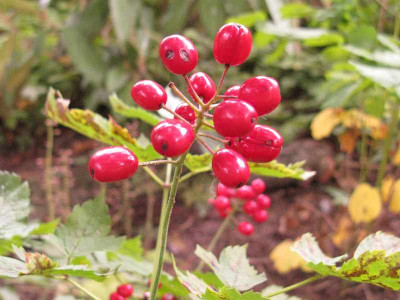 Actaea_rubra_Typ_1_800x600.jpg