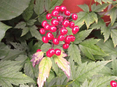 Actaea_rubra_Typ_2_800x600.jpg