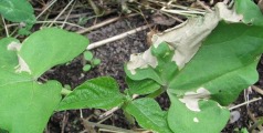 buschbohne1img_0705.jpg