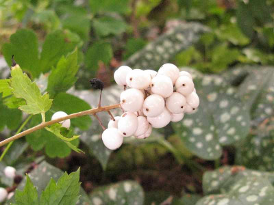 Actaea_pachypoda_800x600.jpg