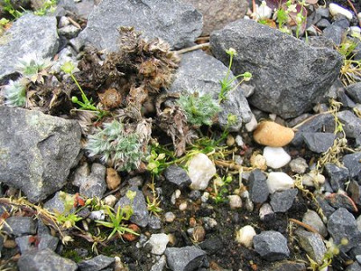 Eritrichum_aretioides_Hortu.jpg