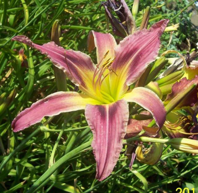 Juli_080_pink_Spider.jpg