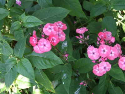 DSCF1142.JPG