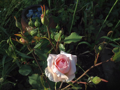 duchesse-de-la-mothe-houdancourt_201307_zg.jpg