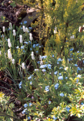 White_Muscari_and_Forgetmenots.jpg