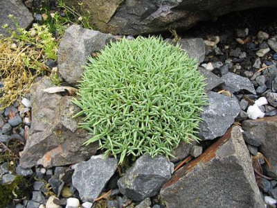 Dianthus_anatolicus_Hortu.jpg