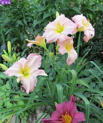 IMG_3137_small.JPG