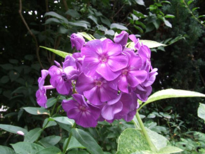 DSCF1163.JPG