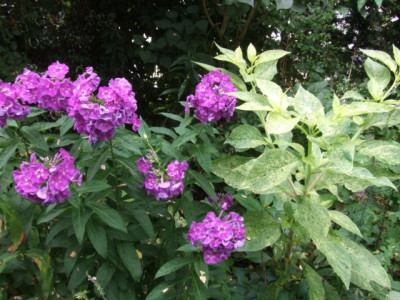 DSCF1173.JPG