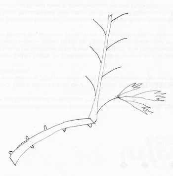 paeon-zweig002.jpg