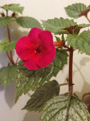 Achimenes_Lady_in_Black_07-2013_900x900_80KB.jpg