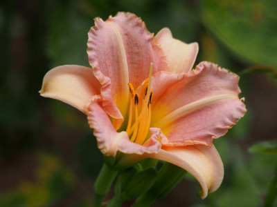HemerocallisLittlePinkCorsage1_2013.JPG