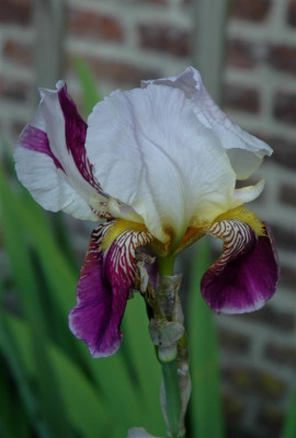 067_Large.JPG