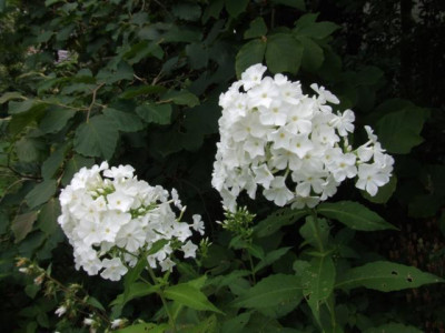 DSCF1180.JPG