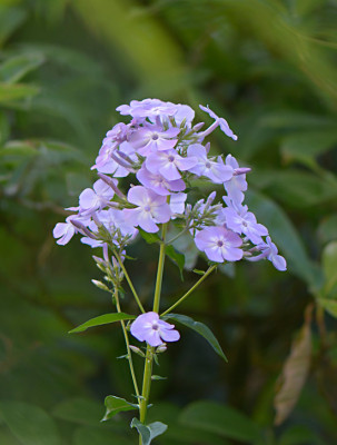 Violetta-Gloriosa-Kind-Jul3013.jpg