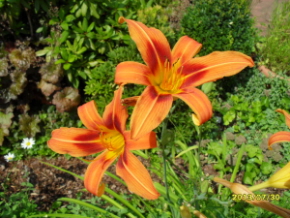 N.N._Orange_Sp..JPG