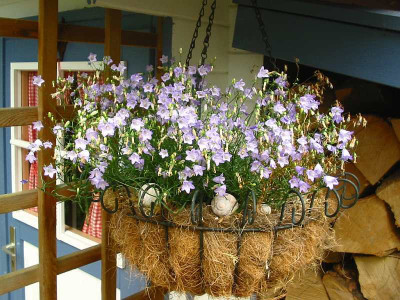 Glockenblumen_1.jpg