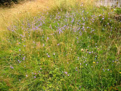 Glockenblumen_2.jpg