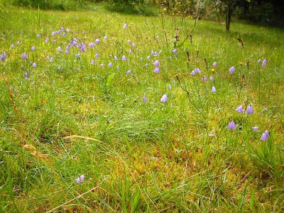 Glockenblumen_3.jpg